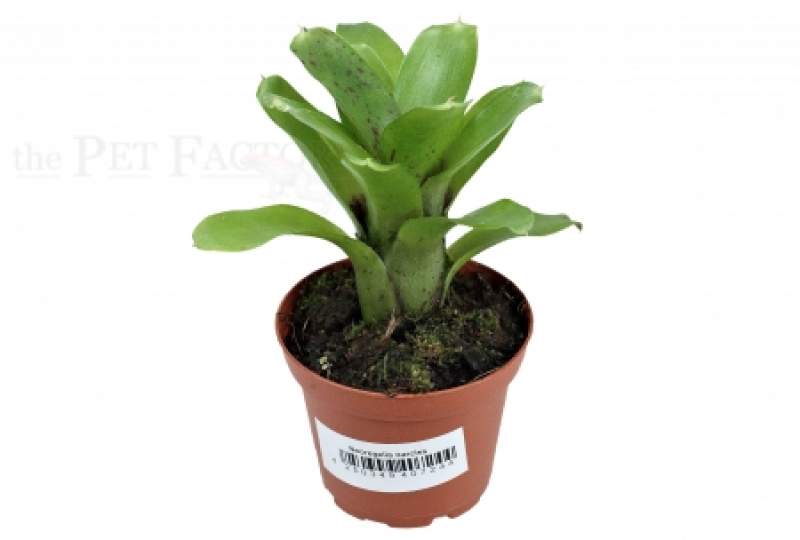 Neoregelia narciss